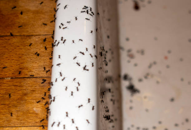 Best Termite Control Services  in Jnstown, OH